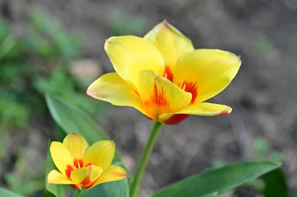庭の美しい春のチューリップの花 — ストック写真