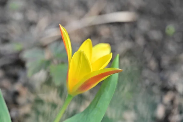 Krásný Tulipán Květina Zblízka Pohled — Stock fotografie