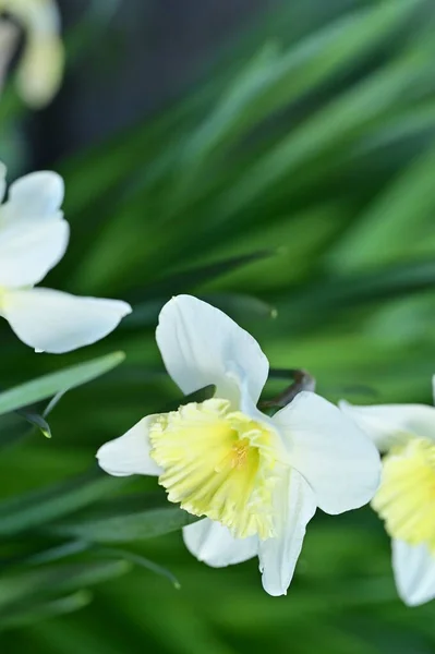 Belles Fleurs Jonquille Dans Jardin — Photo