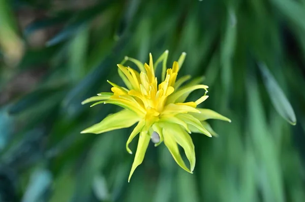 Hermosa Flor Narciso Jardín — Foto de Stock