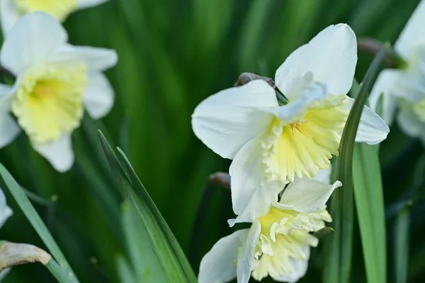 Vackra Påskliljor Blommor Trädgården — Stockfoto