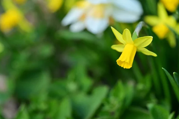 Vacker Påsklilja Blomma Trädgården — Stockfoto