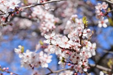Güzel çiçekler, ağaç çiçeği, doğa.