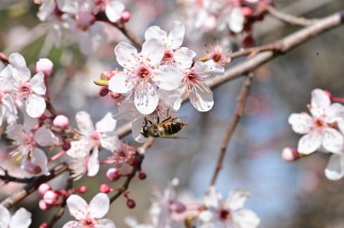 Güzel çiçekler, ağaç çiçeği, doğa.