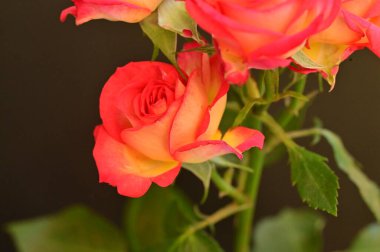 Güzel güller, kapatın.