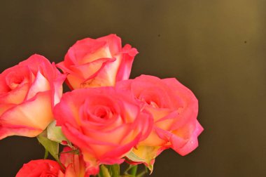 Güzel güller, kapatın.