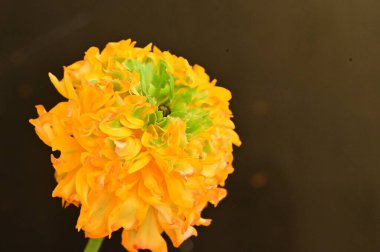 güzel sarı çiçek yakın çekim