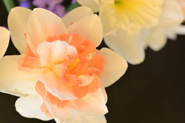 Hermosa Primavera Narcisos Flores Cerca —  Fotos de Stock