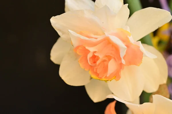 Красивые Весенние Нарциссы Цветы Закрыть — стоковое фото