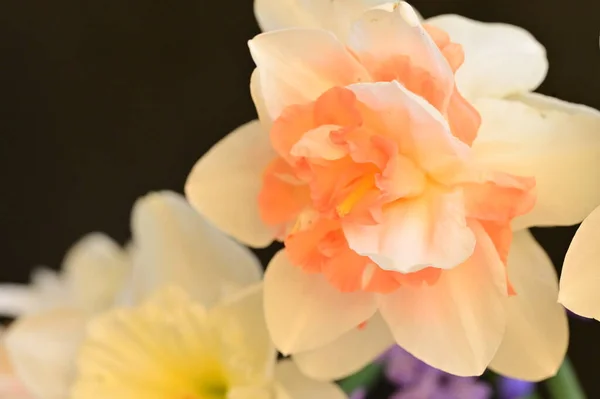 Красиві Весняні Квіти Нарцисів Крупним Планом — стокове фото