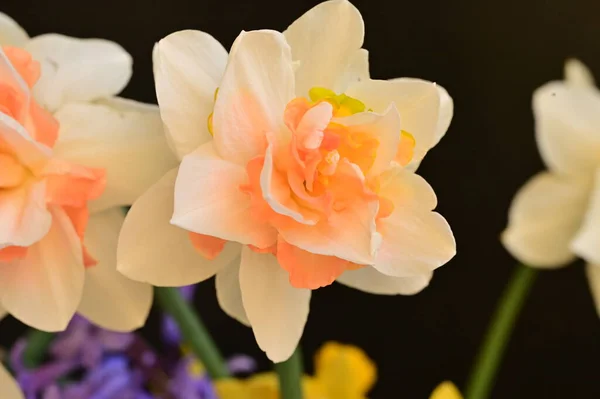 Красивые Весенние Нарциссы Цветы Закрыть — стоковое фото