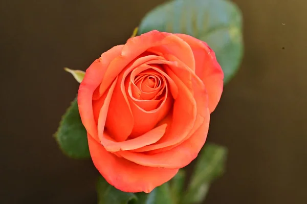 Tutup Dari Bunga Mawar Yang Indah — Stok Foto