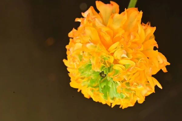 Крупним Планом Красива Жовта Квітка — стокове фото