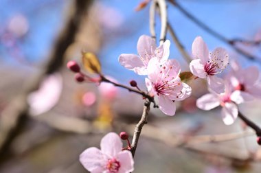 Güzel çiçekler, ağaç çiçeği, doğa.