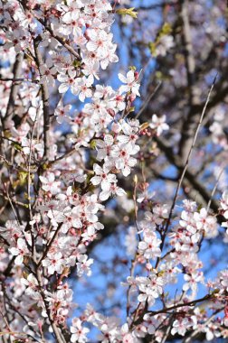 Güzel çiçekler, ağaç çiçeği, doğa.