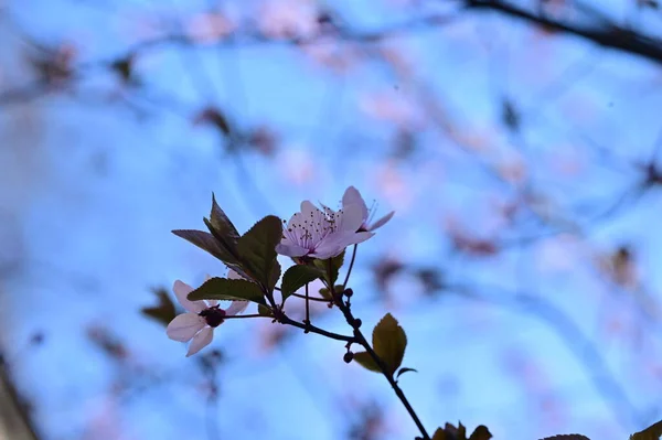 Schöne Blumen Baumblüte Natur — Stockfoto
