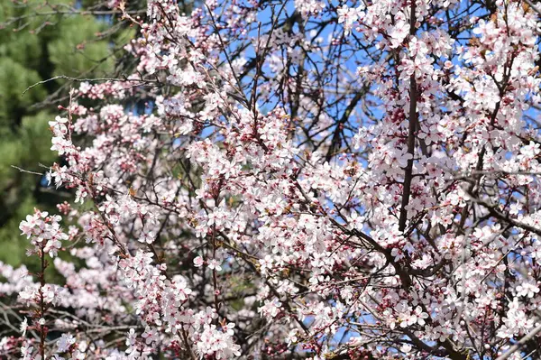 Güzel çiçekler, ağaç çiçeği, doğa.