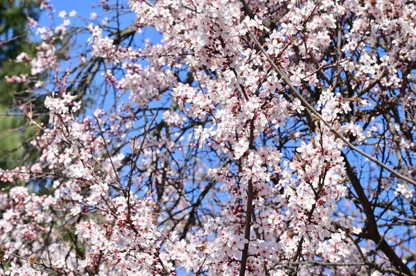 Piękne Kwiaty Kwiat Drzewa Natura — Zdjęcie stockowe