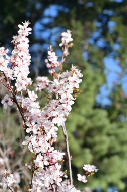 Güzel çiçekler, ağaç çiçeği, doğa.