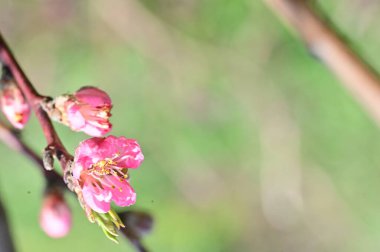 Güzel çiçekler, ağaç çiçeği, doğa.