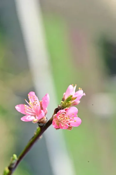 Schöne Blumen Baumblüte Natur — Stockfoto