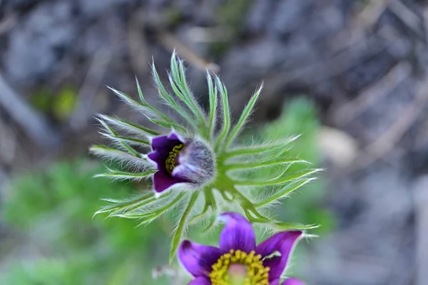 Piękne Wiosenne Kwiaty Pulsatilla Ogrodzie — Zdjęcie stockowe