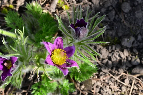 Vackra Våren Pulsatilla Blommor Trädgården — Stockfoto