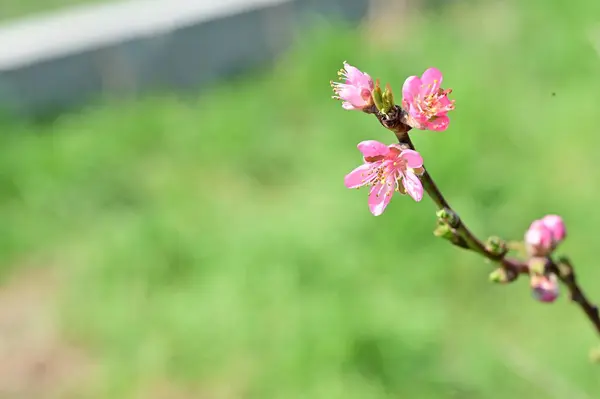 Krásné Květiny Květy Stromů Příroda — Stock fotografie