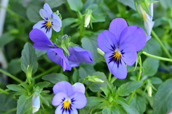 Hermosas Flores Púrpuras Creciendo Jardín Vista Cerca — Foto de Stock