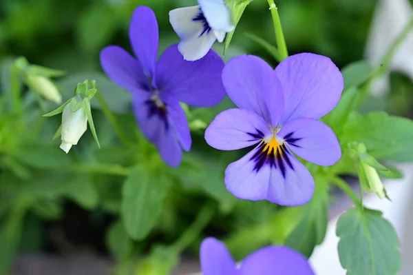 Красивые Фиолетовые Цветы Растущие Саду Закрыть Вид — стоковое фото