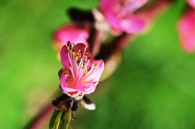 Güzel çiçekler, ağaç çiçeği, doğa.
