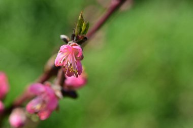 Güzel çiçekler, ağaç çiçeği, doğa.