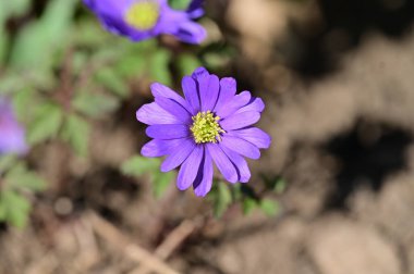Bahçede güzel bahar çiçekleri