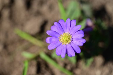 Güzel çiçeğe yaklaş.