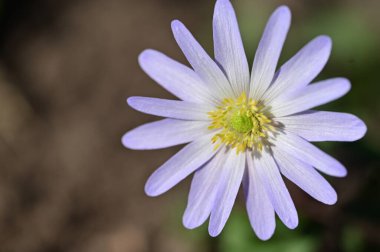 Bahçede güzel çiçek yakın 