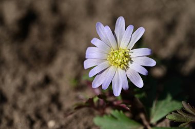 Bahçede güzel çiçek yakın 
