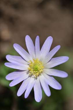 Bahçede güzel çiçek yakın 