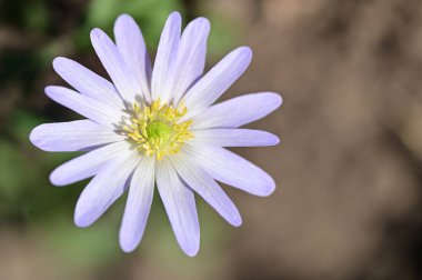 Bahçede güzel çiçek yakın 