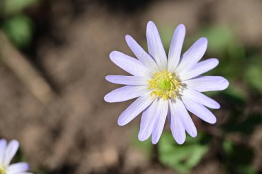 Bahçede güzel çiçek yakın 