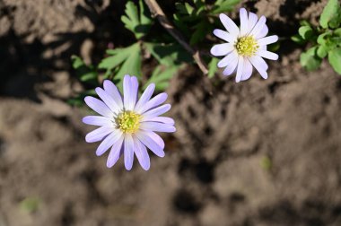 Bahçede güzel bahar çiçekleri