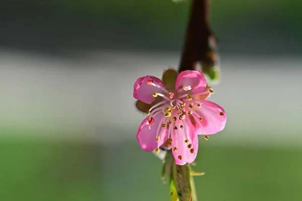 Wiosenny Kwiat Kwiat Drzewie — Zdjęcie stockowe