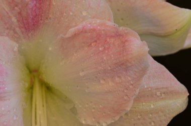 Güzel zambak çiçeği, çiçekli arka plan 