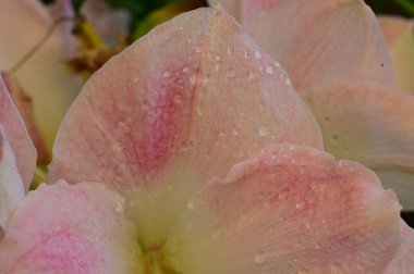 beautiful flowers, floral composition  background 