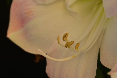 Güzel zambak çiçeği, çiçekli arka plan 