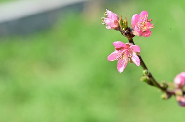 güzel pembe bahar çiçekleri çiçek, doğa arka planı