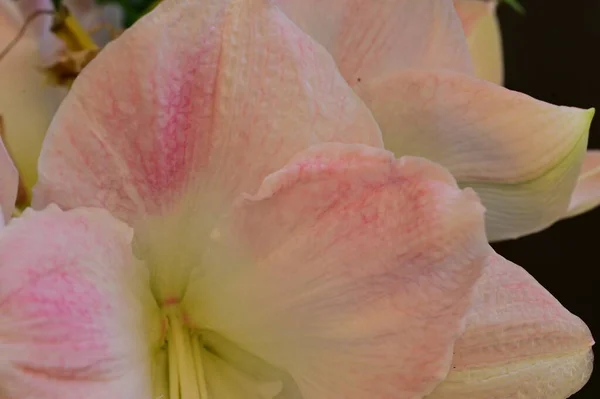 Красива Квітка Лілії Квітковий Фон — стокове фото