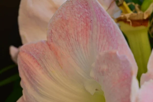 Schöne Lilienblüte Blumiger Hintergrund — Stockfoto