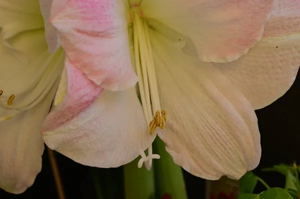 Piękny Kwiat Lilii Tło Kwiatowe — Zdjęcie stockowe