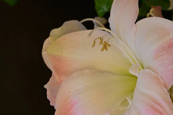 Красива Квітка Лілії Квітковий Фон — стокове фото