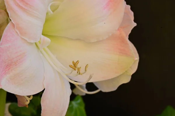 Krásná Lilie Květiny Květinové Pozadí — Stock fotografie
